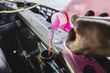Con quale frequenza dovresti cambiare l’antigelo nella tua auto? foto 1