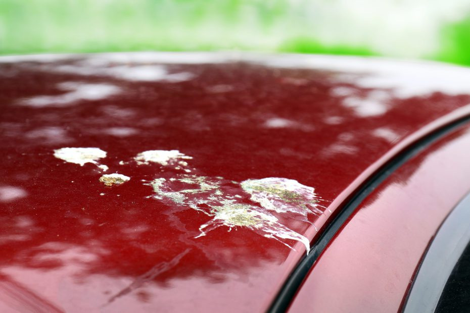 Escrementi di uccelli sull’auto: come e con cosa rimuoverli senza danneggiare la vernice