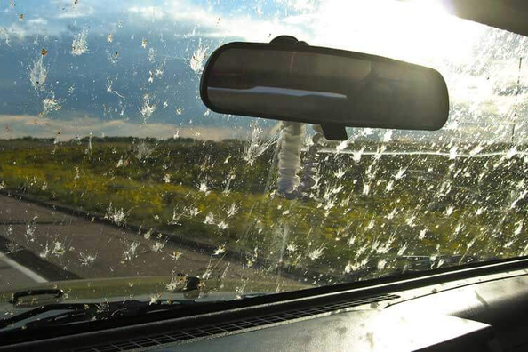 Come pulire i finestrini dell’auto dagli insetti?