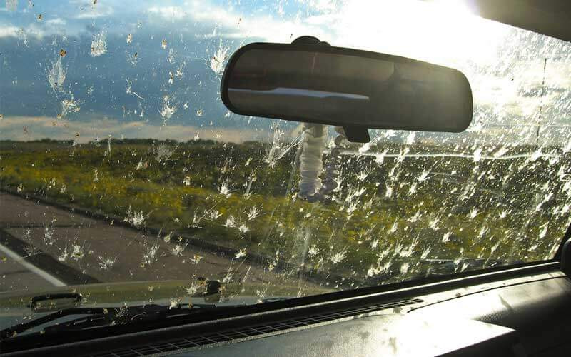 Come pulire i finestrini dell’auto dagli insetti?